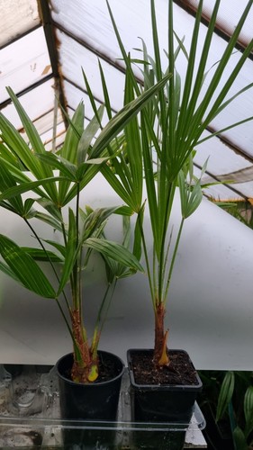 Plants trachycarpus - 2, 1