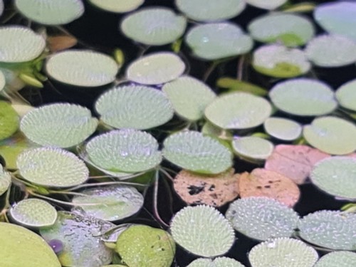 50x salvinia minima water - 50x,