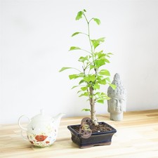 Indoor House Plant Ginkgo
