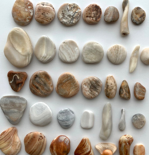 Clam shell seashell - 35, cabs
