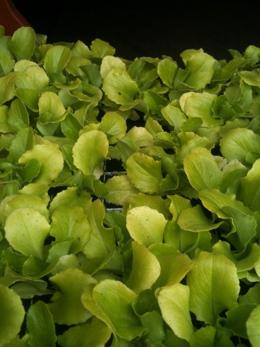 Brussels sprouts plug plants - brussels,