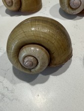 8 Beautiful Fresh Water Apple