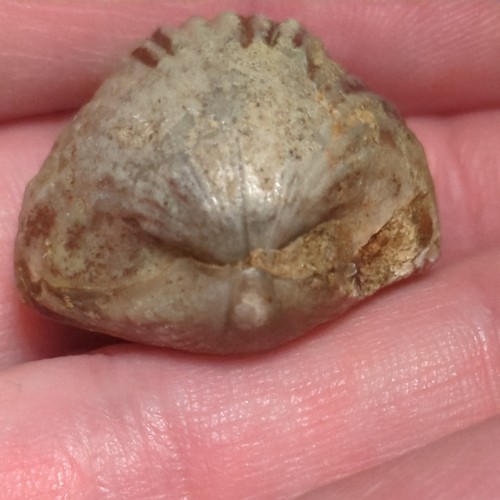 Fossil brachiopod jurassic - fossil,