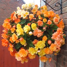 Begonia 'Apricot Fiery Shades'