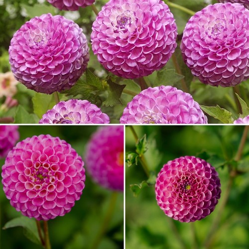 Dahlia pompom zippity x - zippity, da