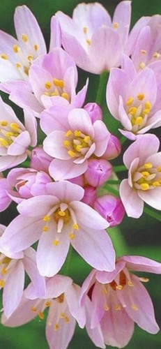 Bulbs allium pink - bulbs, roseum