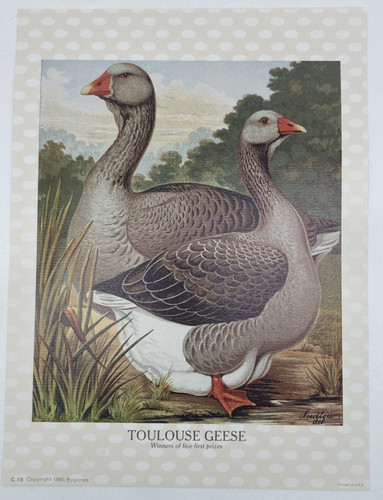 Toulouse geese winners five - toulouse,