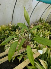 Aspidistra sichuanensis