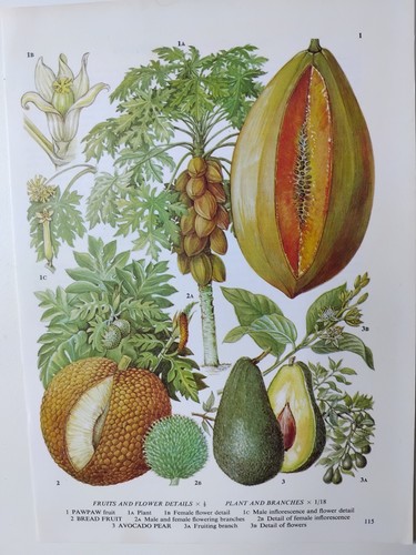 Vintage botanical print papaya - vintage,