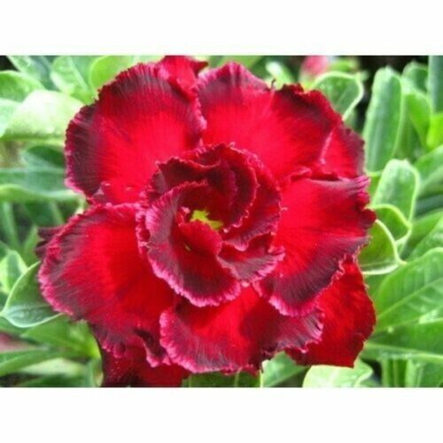 Seeds adenium obesum - seeds,