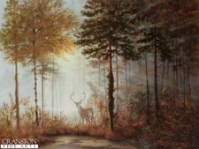 Rare Quiet Forest, Wildlife