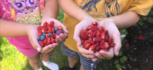 Alpine strawberry wild - alpine,