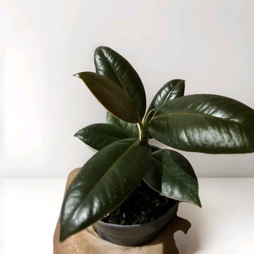 Ficus rubber plant - ficus,