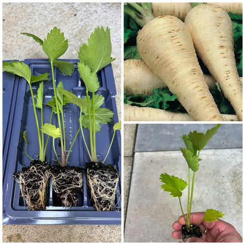 Parsnip plug plants - x, |