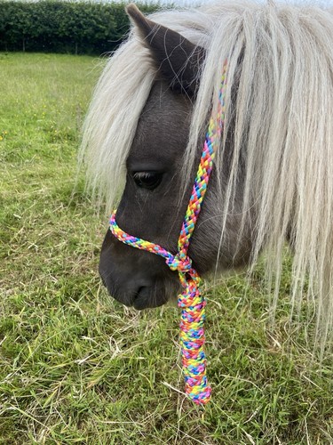 Mini shetland rope halter - &,