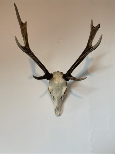 Sika stag head - sika,