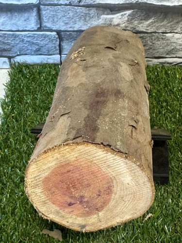 Year air dried yew wood - year,