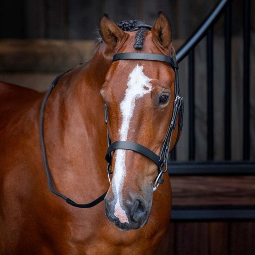 Shires velociti rapida hunter - rapida,