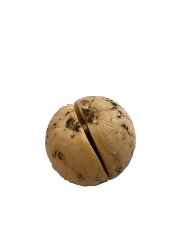 Avocado activated seed - 1x,