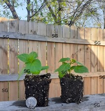 Trinidad Scorpion Hot Pepper 2