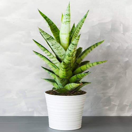 Sansevieria tough lady - 1, x