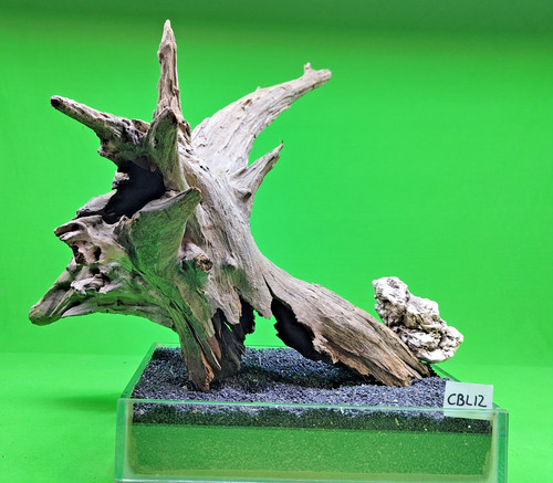 Large corbo root - large, cbl12