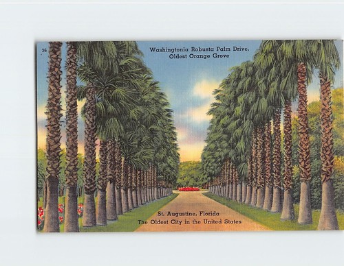 Postcard washingtonia robusta - washingtonia,