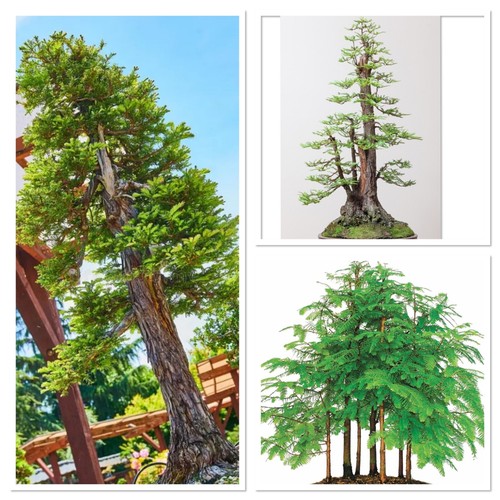 Dawn redwood bonsai starter - redwood,