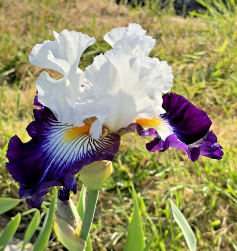 Iris germanica dancing star - iris,