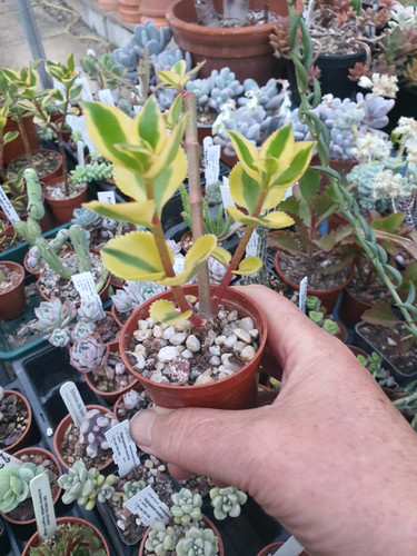 Crassula sarmentosa - , f