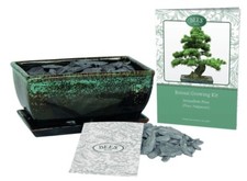 Bonsai Tree Kit Grow Your Own Gift Set (Stone Pine)