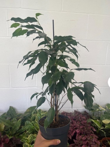 Ficus benjamina weeping fig - benjamina,