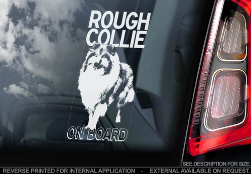 Rough collie car window - car,