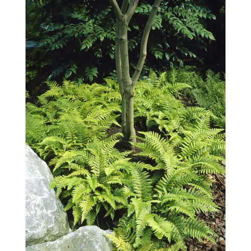 Polystichum polybrepharum - polystichum,