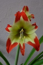 Hippeastrum Calyptratum  Hybrid x Nelsonii - 10 seeds
