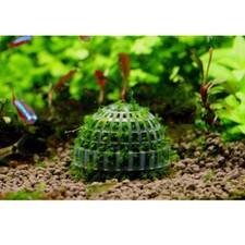 Aquatic Plants Pot Moss Ball, Mineral Balls, Cultivating Container + Random Moss