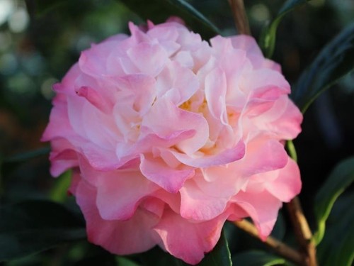 Camellia japonica nuccio - camellia, nuccio's