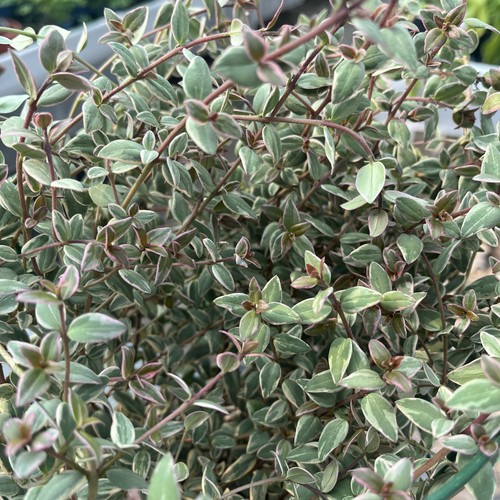 Variegated chilean guava - variegated,
