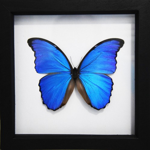 Morpho didius framed - morpho,