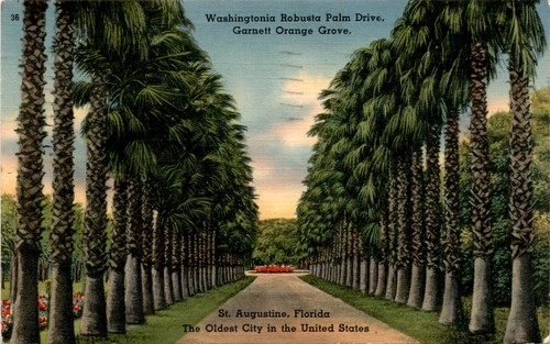 Washingtonia robusta palm - washingtonia,