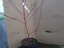 Cornus alba 'Elegantissima'