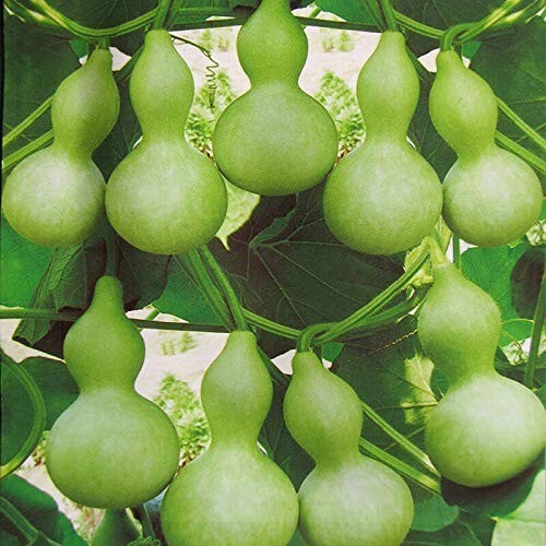 Bottle gourd calabash - bottle,