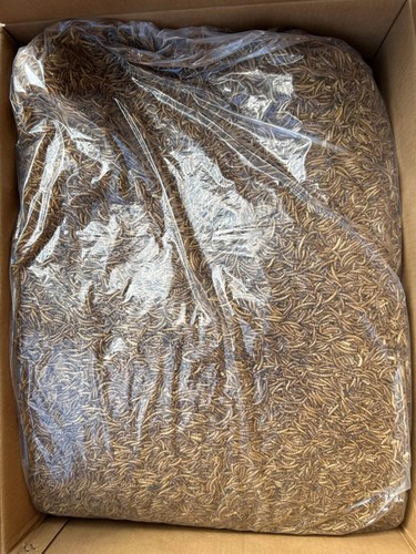 Dried mealworms for birds - dried,