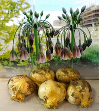 1-50 NECTAROSCORDUM SICULUM (BULGARIUM ALLIUM) BULBS GARDEN SUMMER PERENNIAL 
