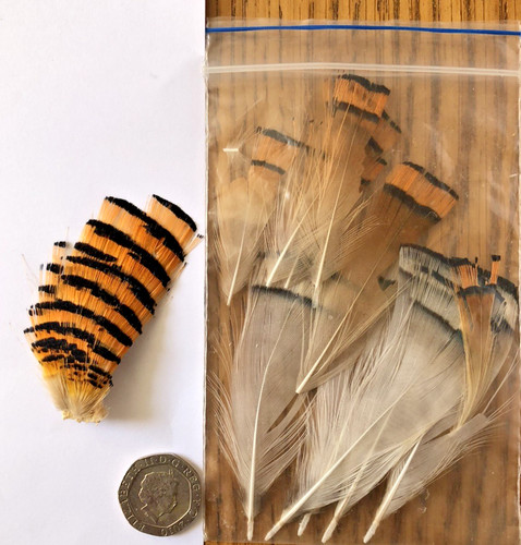 Fly tying golden - , pheasant