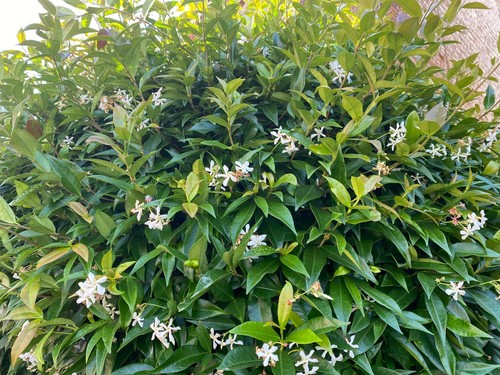 Trachelospermum star - 3x,
