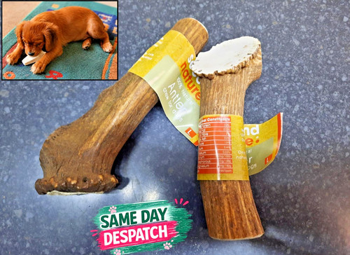 Second nature antler - nature, puppy/dog