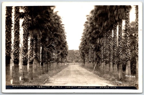 Augustine fl washingtonia - augustine,