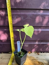 Brugmansia Plant - 'Charles Grimaldi'