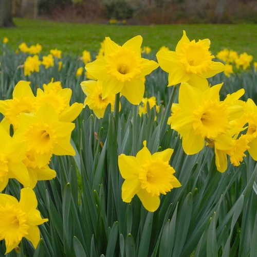 Daffodil dutch master bulbs - master,